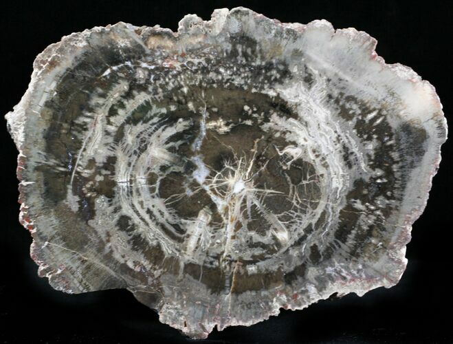 Petrified Wood End-Cut - Chinle Formation, Utah #22980